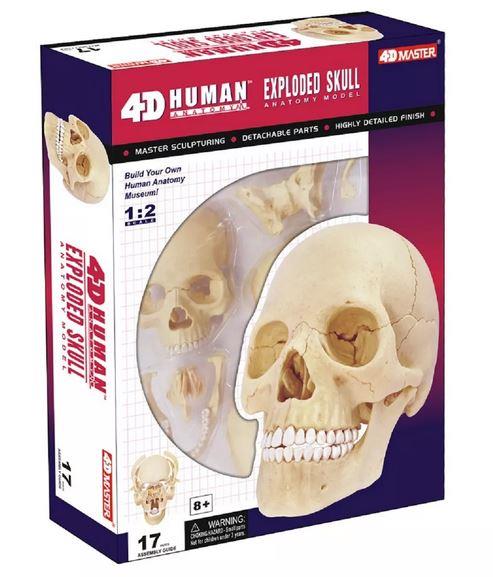 4D Human Anatomy Model Skull