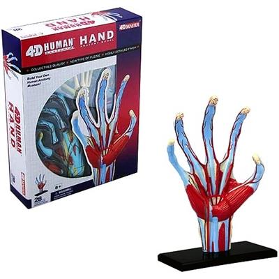 4D Human Anatomy Model Hand