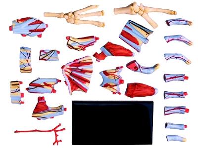 4D Human Anatomy Model Hand