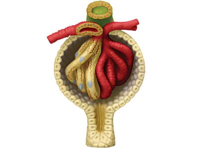 4D Human Anatomy Kidney Model