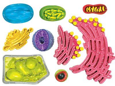 4D Anatomy Plant Cell Model