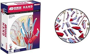 4D Human Anatomy Model Hand