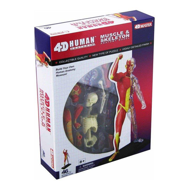 4D Human Anatomy Model Muscle & Skeleton