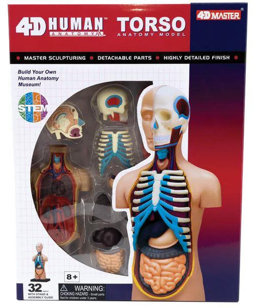 4D Human Anatomy Model Torso/Body