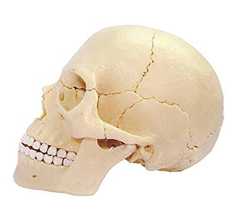 4D Human Anatomy Model Skull