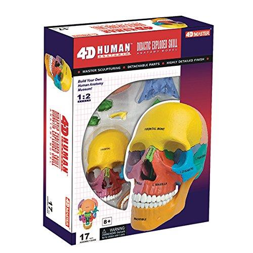 4D Didactic Exploded Skull Anatomy Model