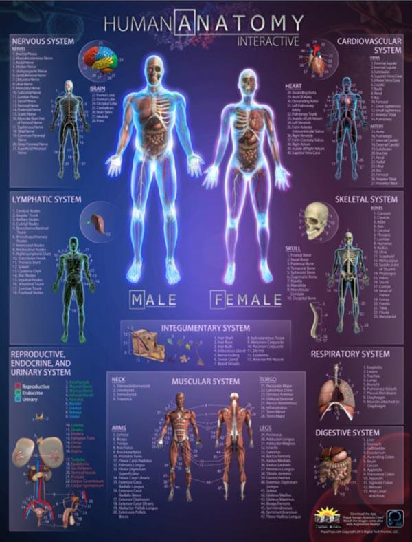 Popar Human Anatomy Poster