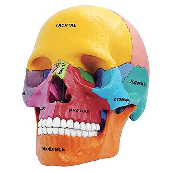 4D Didactic Exploded Skull Anatomy Model