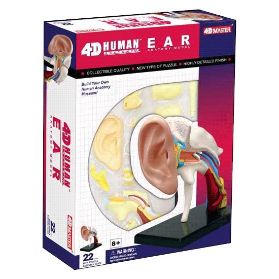 4D Human Anatomy Ear Model