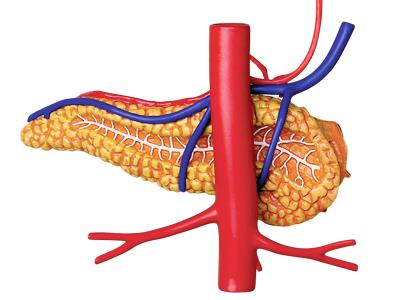 4D Human Anatomy Stomach & Other Organs Model