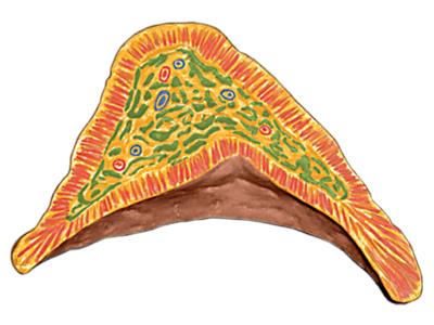 4D Human Anatomy Kidney Model