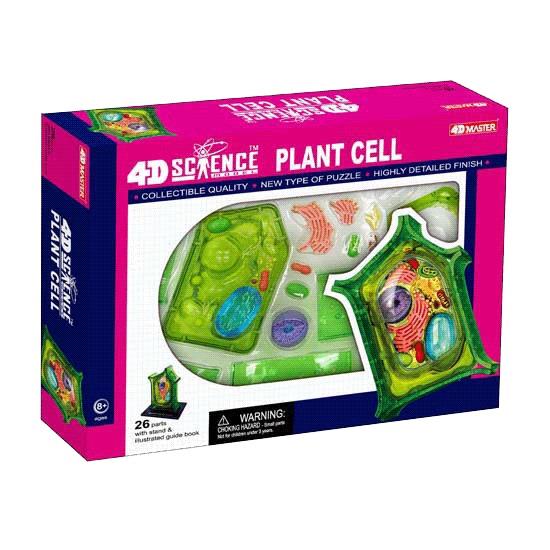 4D Anatomy Plant Cell Model