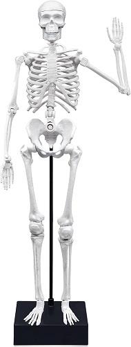 Buki France Giant Skeleton (45 cm)