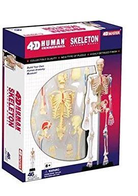 Human Anatomy Model Skeleton