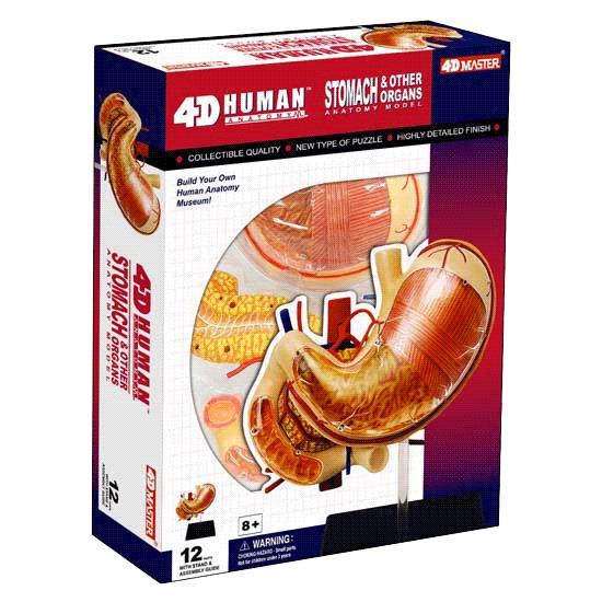 4D Human Anatomy Stomach & Other Organs Model