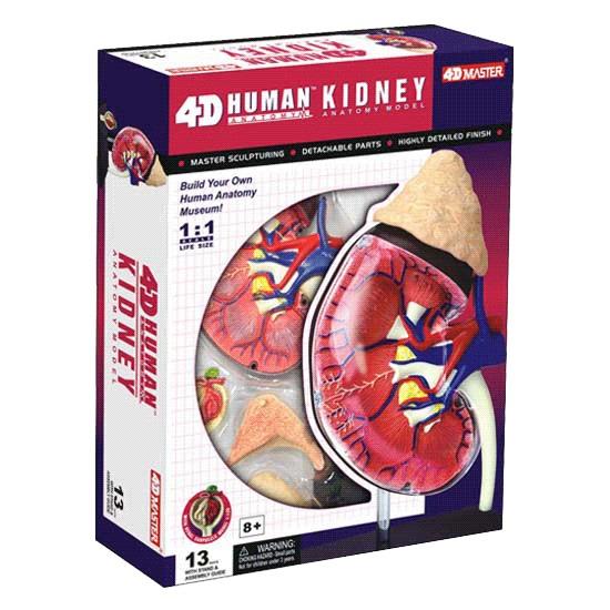 4D Human Anatomy Kidney Model