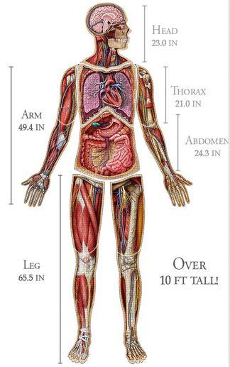 Dr. Livingston's Anatomy Jigsaw Puzzle The Human Thorax