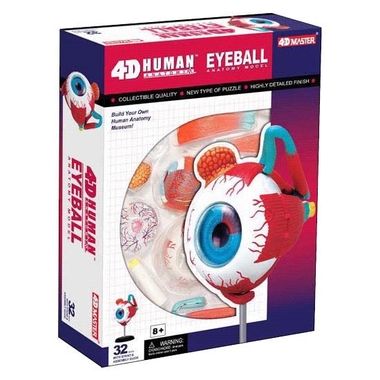 4D Human Anatomy Eyeball Model