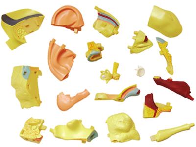 4D Human Anatomy Ear Model