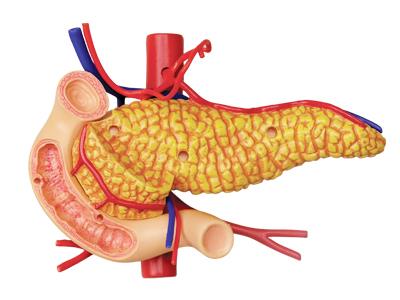 4D Human Anatomy Stomach & Other Organs Model