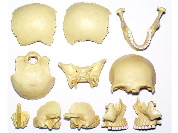4D Human Anatomy Model Skull