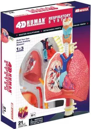 4D Human Anatomy Model Respiratory System