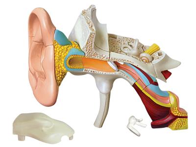 4D Human Anatomy Ear Model