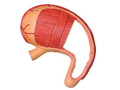 4D Human Anatomy Stomach & Other Organs Model