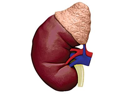 4D Human Anatomy Kidney Model