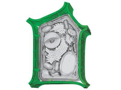 4D Anatomy Plant Cell Model