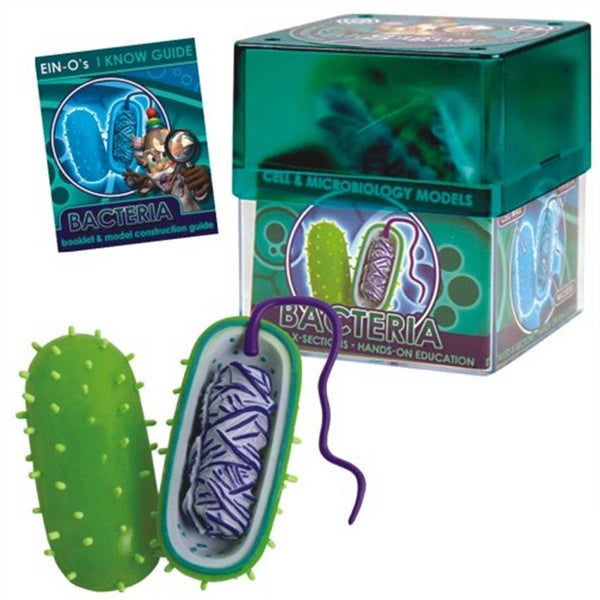 Bio Signs Bacteria Model