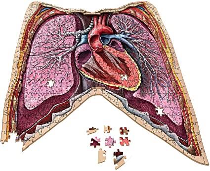 Dr. Livingston's Anatomy Jigsaw Puzzle The Human Thorax