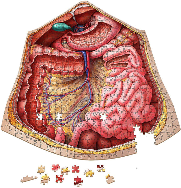 Dr. Livingston's Anatomy Jigsaw Puzzle The Human Abdomen