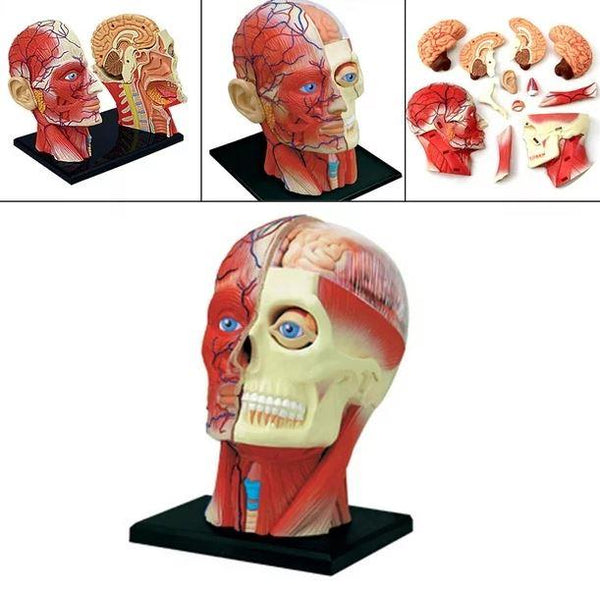 4D Human Anatomy Model Head