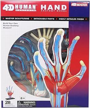 4D Human Anatomy Model Hand