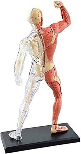4D Human Anatomy Model Muscle & Skeleton