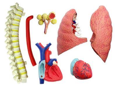 4D Human Anatomy Model Respiratory System