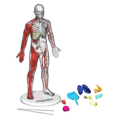 3D Human Anatomy
