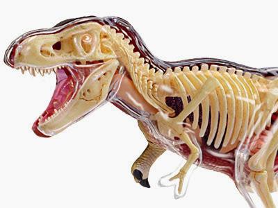 4D Vision T-Rex Anatomy Model