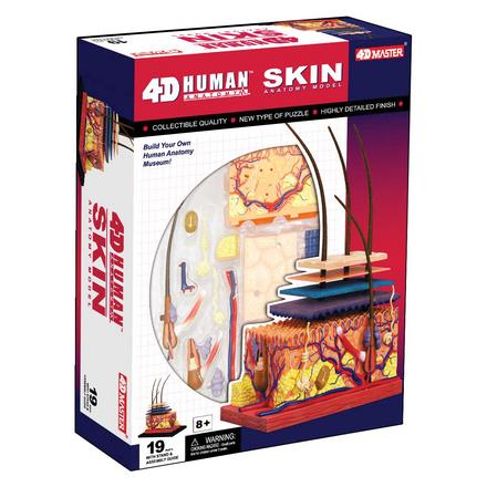 4D Anatomy Skin Model
