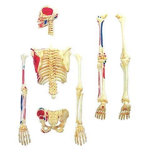 Human Anatomy Model Skeleton