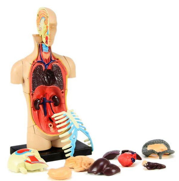 4D Human Anatomy Model Torso/Body