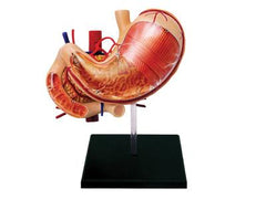 4D Human Anatomy Stomach & Other Organs Model / Modèle d'anatomie humaine : estomac et autres organes