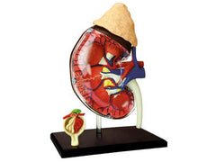 4D Human Anatomy Kidney Model / Modèle anatomique du rein humain
