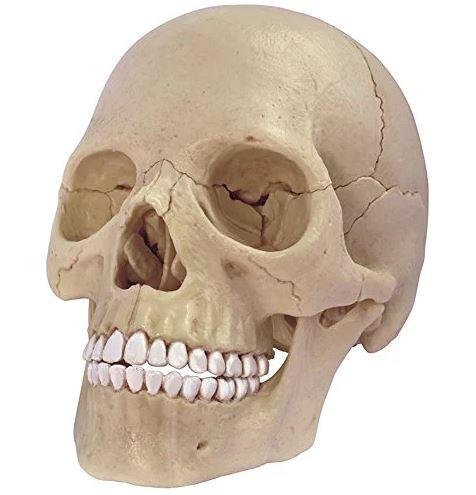 4D Human Anatomy Model Skull