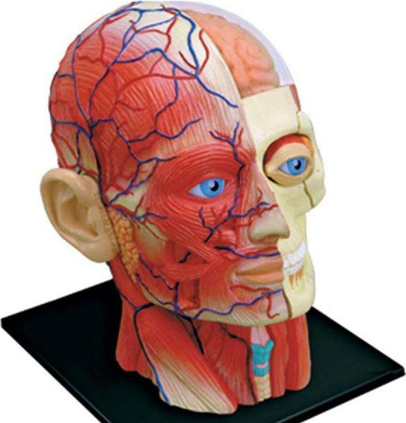4D Human Anatomy Model Head