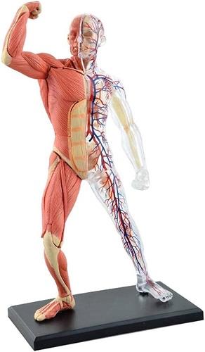 4D Human Anatomy Model Muscle & Skeleton
