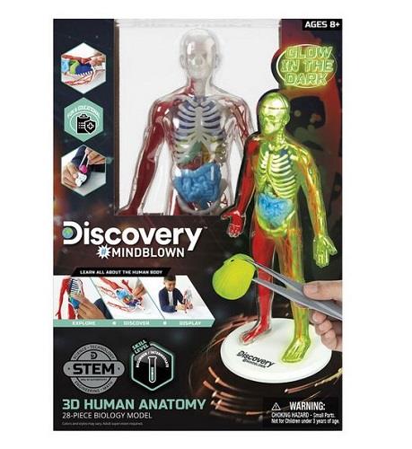 3D Human Anatomy