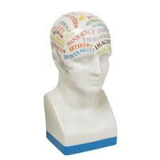 Authentic Models Phrenology Head Colored / Tête de phrénologie colorée (Montreal, In-Store or Pickup ONLY)