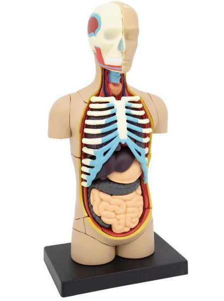 4D Human Anatomy Model Torso/Body